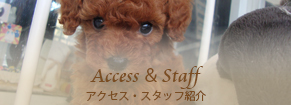 Access & Staff アクセス・スタッフ紹介